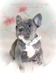 Blue French Bulldog Puppy