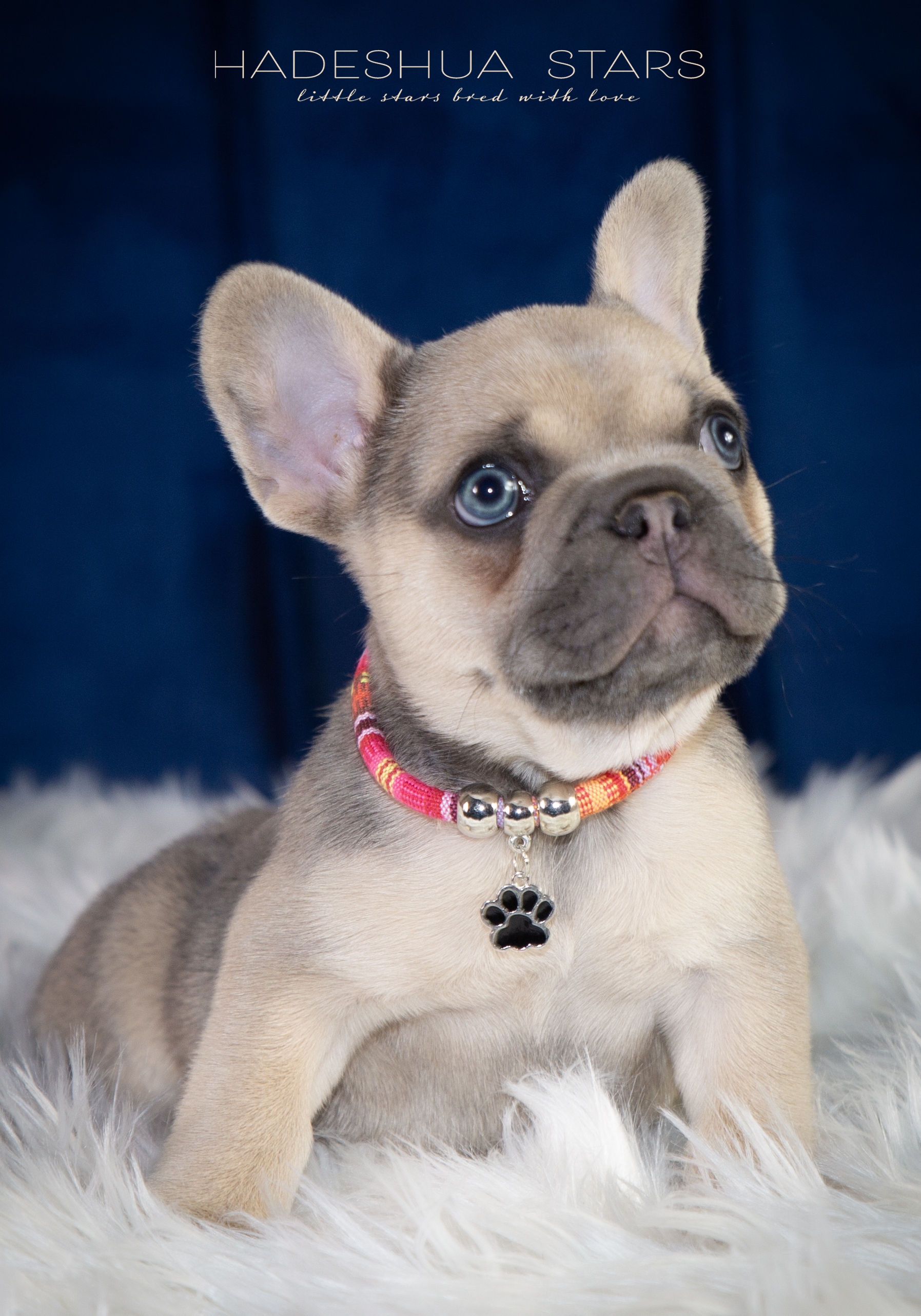 Blue Sable French Bulldog